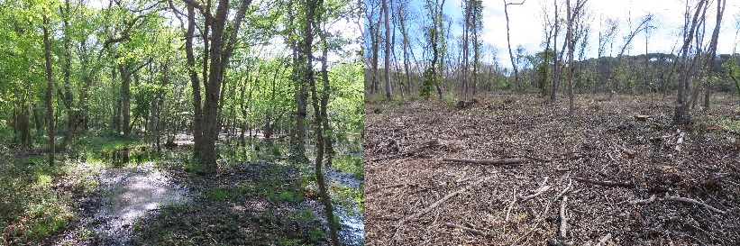 The irreversible destruction of a unique environment of pedunculet oak at oak grove of Verdalet