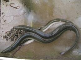 Una jornada de ciencia ciudadana para descubrir la increíble aventura de las anguilas en el río Besò