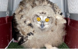 The adventures of a young eagle-owl in Collserola