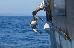 Calar les arts de pesca a la nit estratègic per evitar captures accidentals d’aus marines