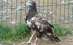 52/5000 Orís, the young Vulture found exhausted and now recovered