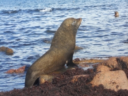 Hunting and fishing activities cause dietary changes in South American fur seals and sea lions