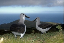International conference of research experts on albatrosses and petrels at the University of Barcelo