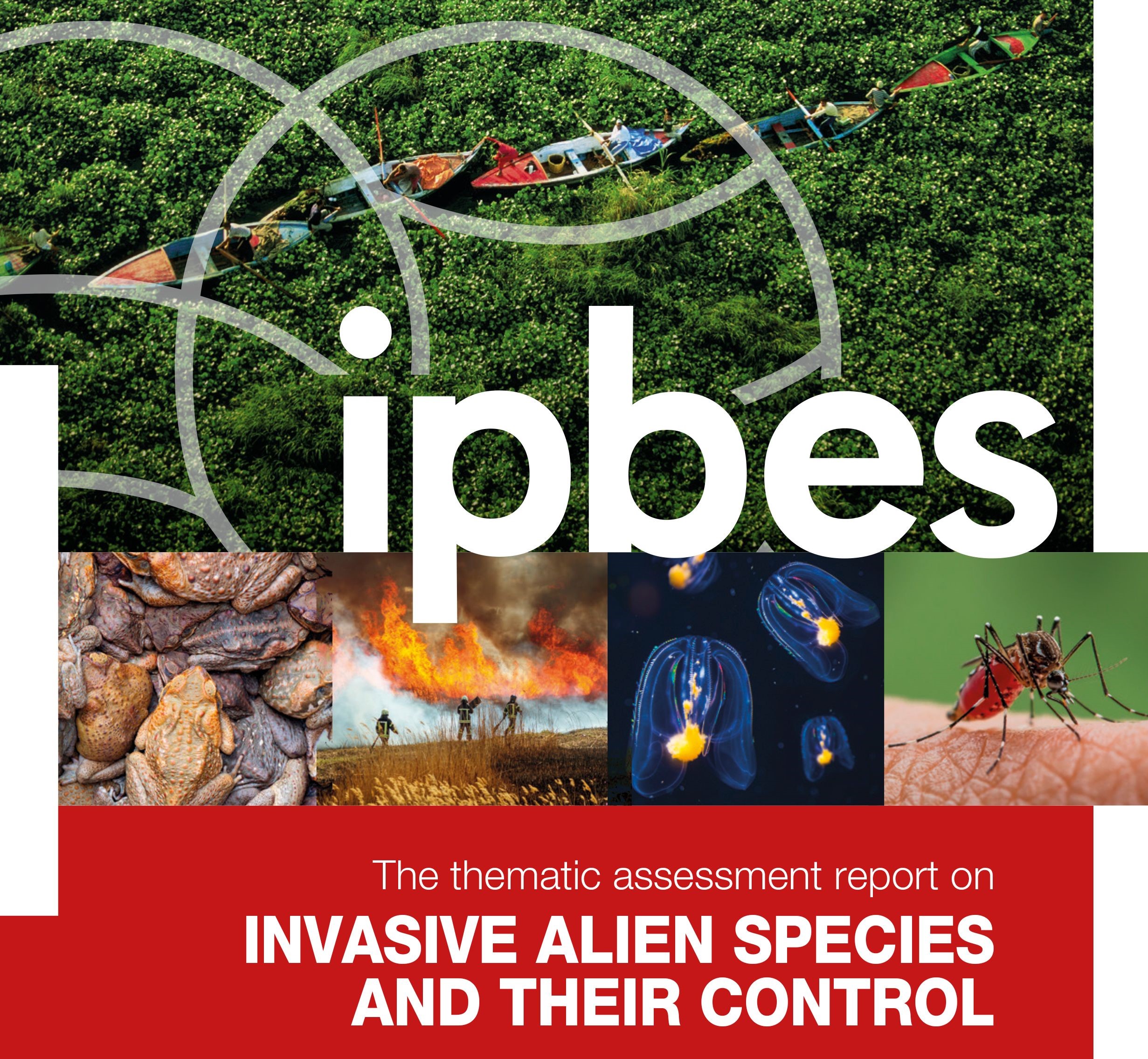 In New Report, IPBES Sounds Alarm on Global Threat of Invasive