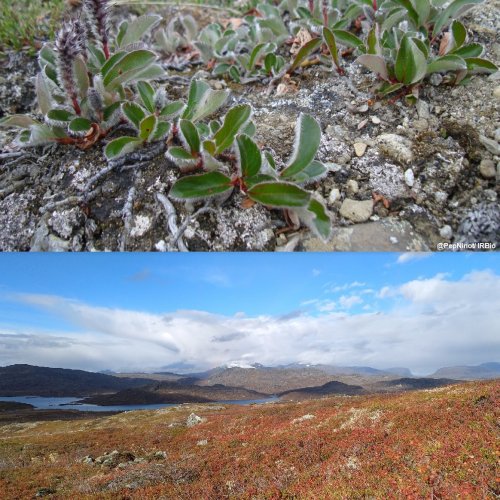 Vegetación más robusta en la tundra, incentivada por el cambio climático
