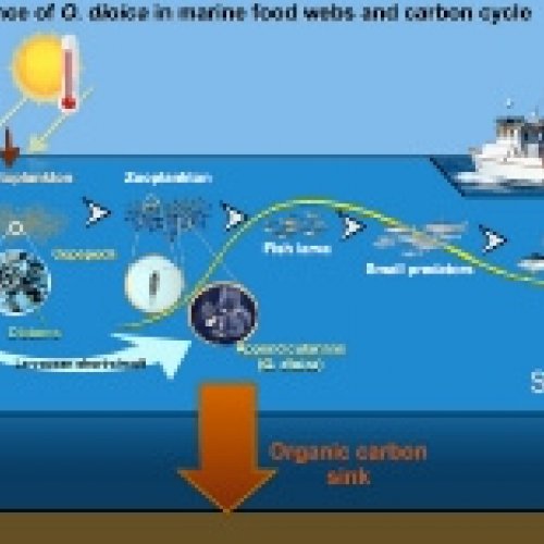 Biotoxines produïdes durant els afloraments d'algues marines