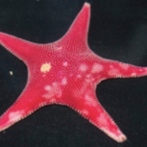 Descubren una enfermedad que amenaza a la estrella de mar más abundante en los fondos antárticos