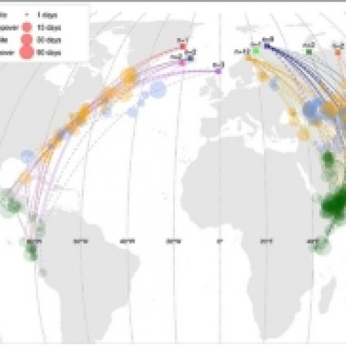 Un estudio describe la división migratoria hacia el océano Pacífico y el mar de Arabia en las poblaciones de falaopo picofino