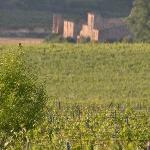 Ecological vineyards help protecting bird population in the environment