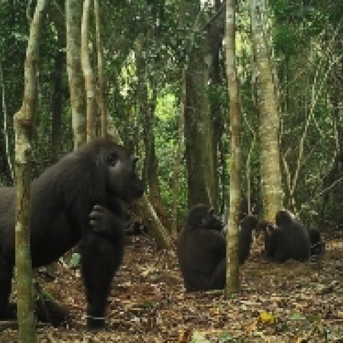 A scientific study reveals the enigmas on social behaviour of western lowland gorillas