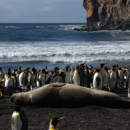 The fauna in the Antarctica is threatened by pathogens humans spread in polar latitudes