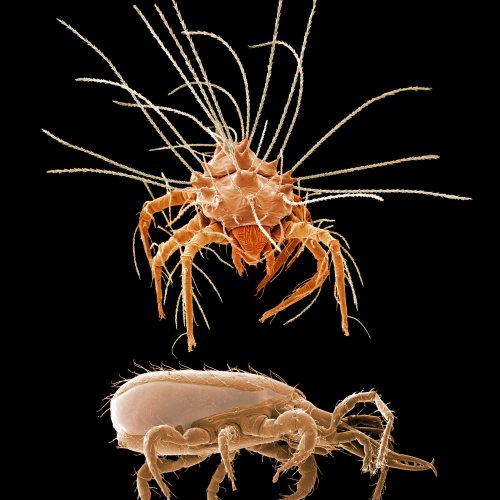 A new research shows that mites and ticks are related