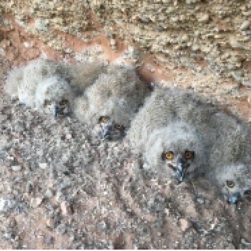 Saving the youngest owls: a pivotal food aid