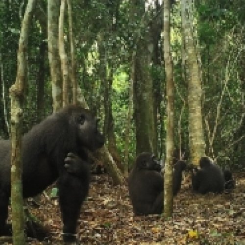 Una expedición científica estudiará la población de gorilas del Congo afectada por la epidemia de ébola de 2003