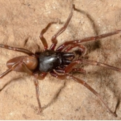 UB and IRBio experts sequence the genome of an endemic spider from the Canary Islands 