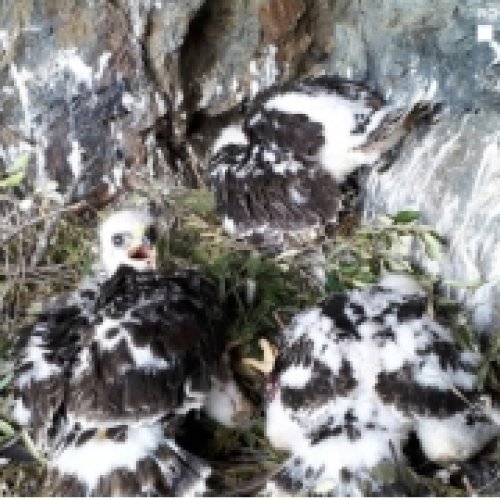 Detectado el primer nido con tres polluelos de águila perdicera en diez años en Cataluña 
