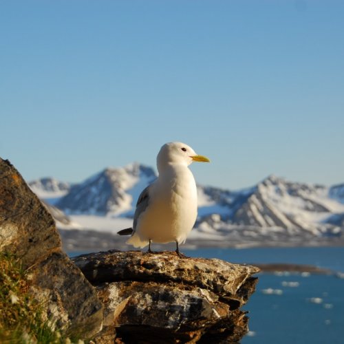 El període reproductor d’algunes aus marines àrtiques s’avança a causa de l’escalfament global