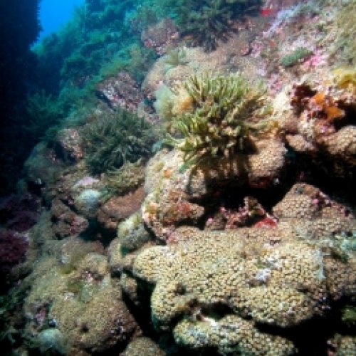 Researchers describe a survival strategy in living corals which was only seen in fossil records