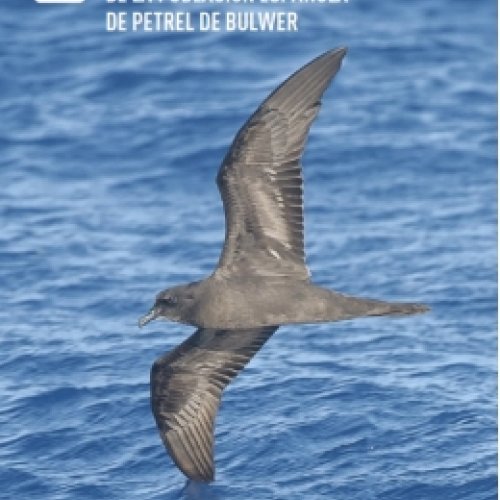 Bulwer’s petrel can fly more than 1,800 kilometres over ocean waters to find food