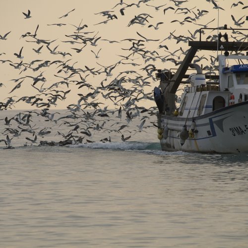 Nuevo proyecto para evitar el impacto de la flota pesquera sobre las aves marinas mediterráneas y atlánticas