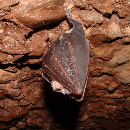 60th anniversary of the start of monitoring the colony of the cave bat of Sant Llorenç del Munt by researchers from UB-IRBIO