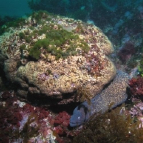 ‘The Guardian’ destaca la investigación sobre el rejuvenecimiento ‘in vivo’ de los corales entre los diez mejores trabajos de 2019 sobre especies en peligro