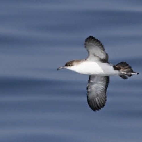Pardela mediterránea: un proyecto global para proteger una ave marina en peligro