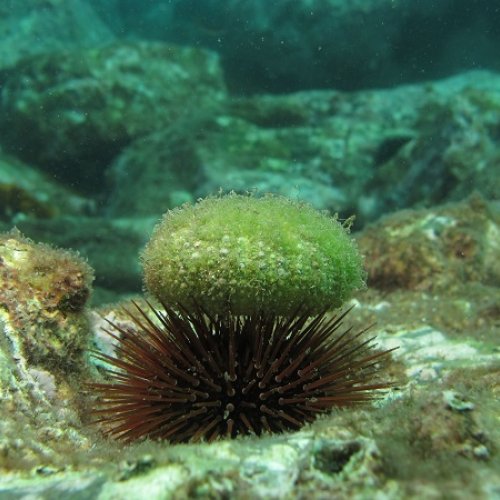 Mediterranean sea urchins are more vulnerable than thought