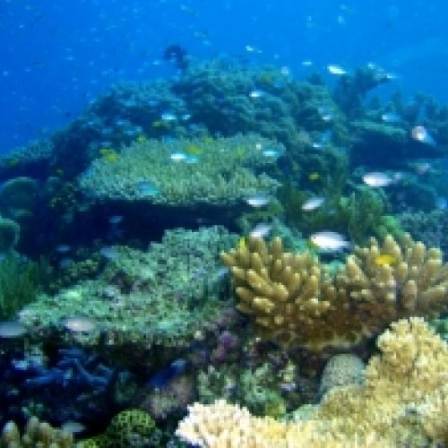 CoralChange: a project to study and protect threatened coral by global change 