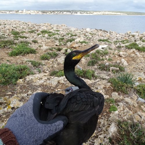 GPS technology to study the movements of the European Shag on the Eastern coast of the Iberian Peninsula and Balearic Islands 