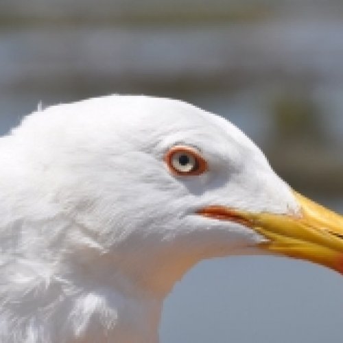 Yellow-legged gull adapts its annual lifecycle to human activities to get food 