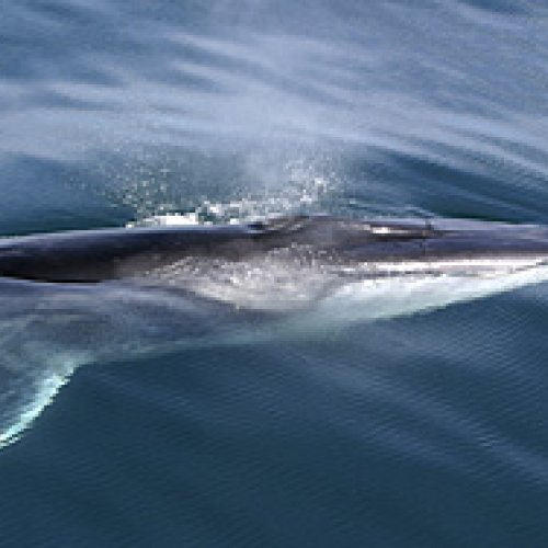 Troben alts nivells de plastificants en balenes de l’Oceà Atlàntic