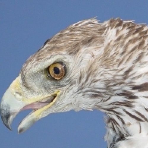 Bonelli’s eagle: five steps to stop the death of the most threatened birds of prey due to unnatural causes 