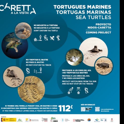 Dia Mundial de les Tortugues Marines: Nidificacions de caretta a les nostres costes