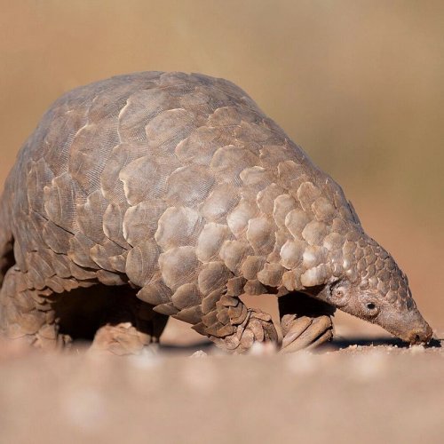 COVID-19: time to exonerate the pangolin from the transmission of SARS-CoV-2 to humans