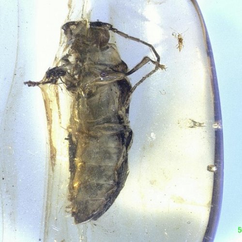 Mysteriomorphidae: rere la pista dels escarabats misteriosos del cretaci