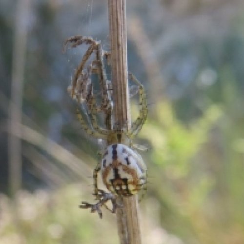 How do environmental factors affect Iberian spiders’ biodiversity?