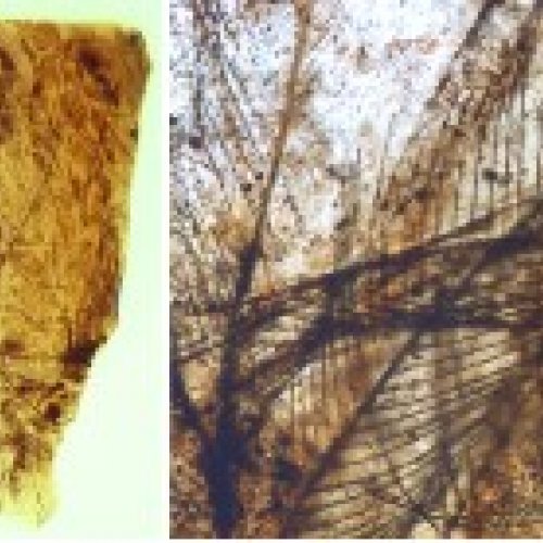 Describen un proceso de conservación único de resinas gracias a los restos de plumas y pelaje hallados en ámbar de Teruel