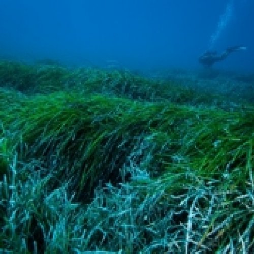  Posidonia marine seagrass can catch and remove plastics from the sea
