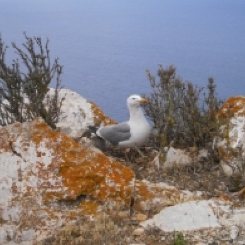 Seagulls are indicators of antibiotic-resistant bacteria in the environment