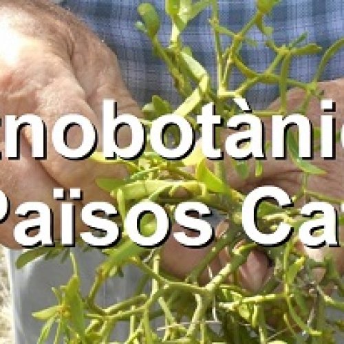 El catedràtic de botànica Joan Vallès coordina el nou web de l’IEC sobre el coneixement popular de plantes als Països Catalans