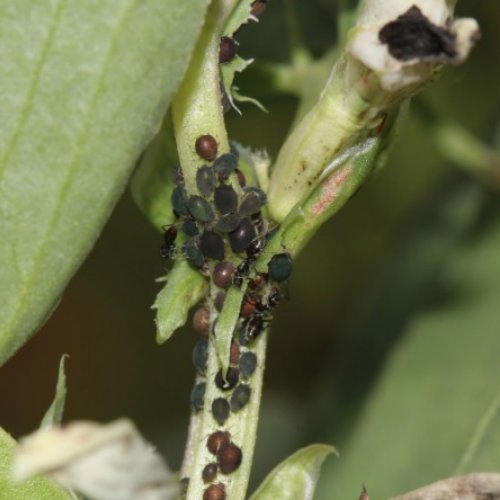 Insect pests in agricultura
