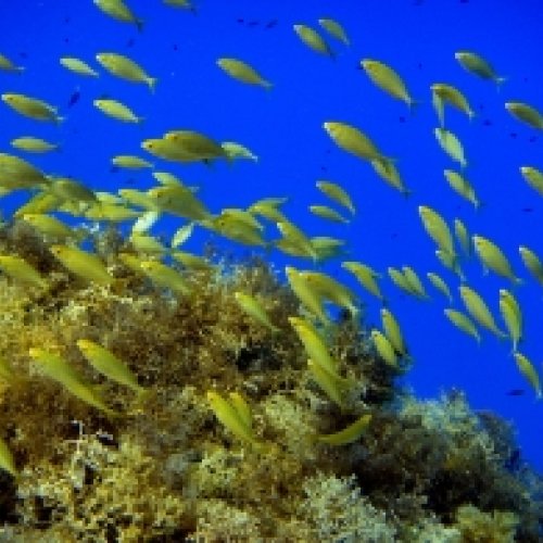 Study analyses fish larval dispersal in western Mediterranean 