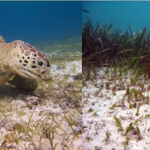 Nuevas perspectivas para la conservación de las praderas de plantas marinas y las poblaciones de tortuga verde