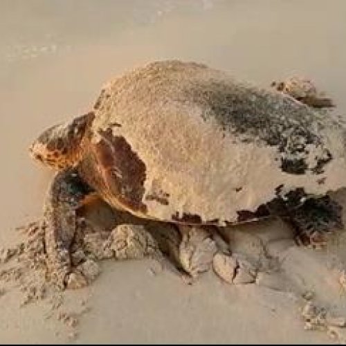 Identifican plastificantes acumulados en el tejido muscular de tortugas del Mediterráneo occidental