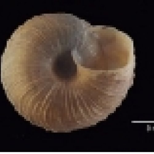 Un estudio revela la estructura genética del caracol ‘Xerocrassa montserratensis’, una especie endémica de Cataluña