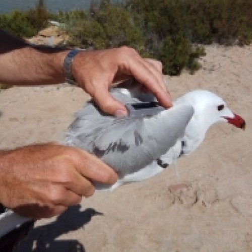 Marine protected areas contribute to the conservation of Audonin’s gull