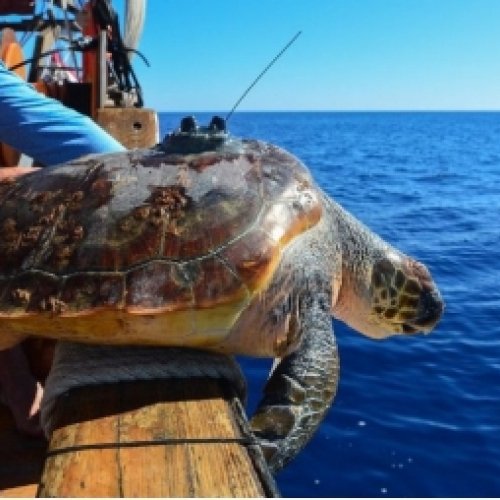 Thunderbird: the turtle that was captured twice by fishing gears