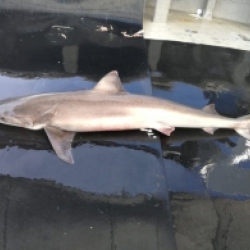 Tiburones en la Costa Brava: crónica de un declive anunciado