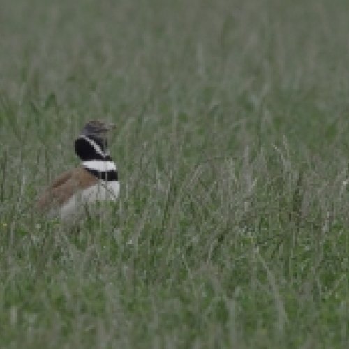 Management measures improve the conservation of the steppe bird in Lleida